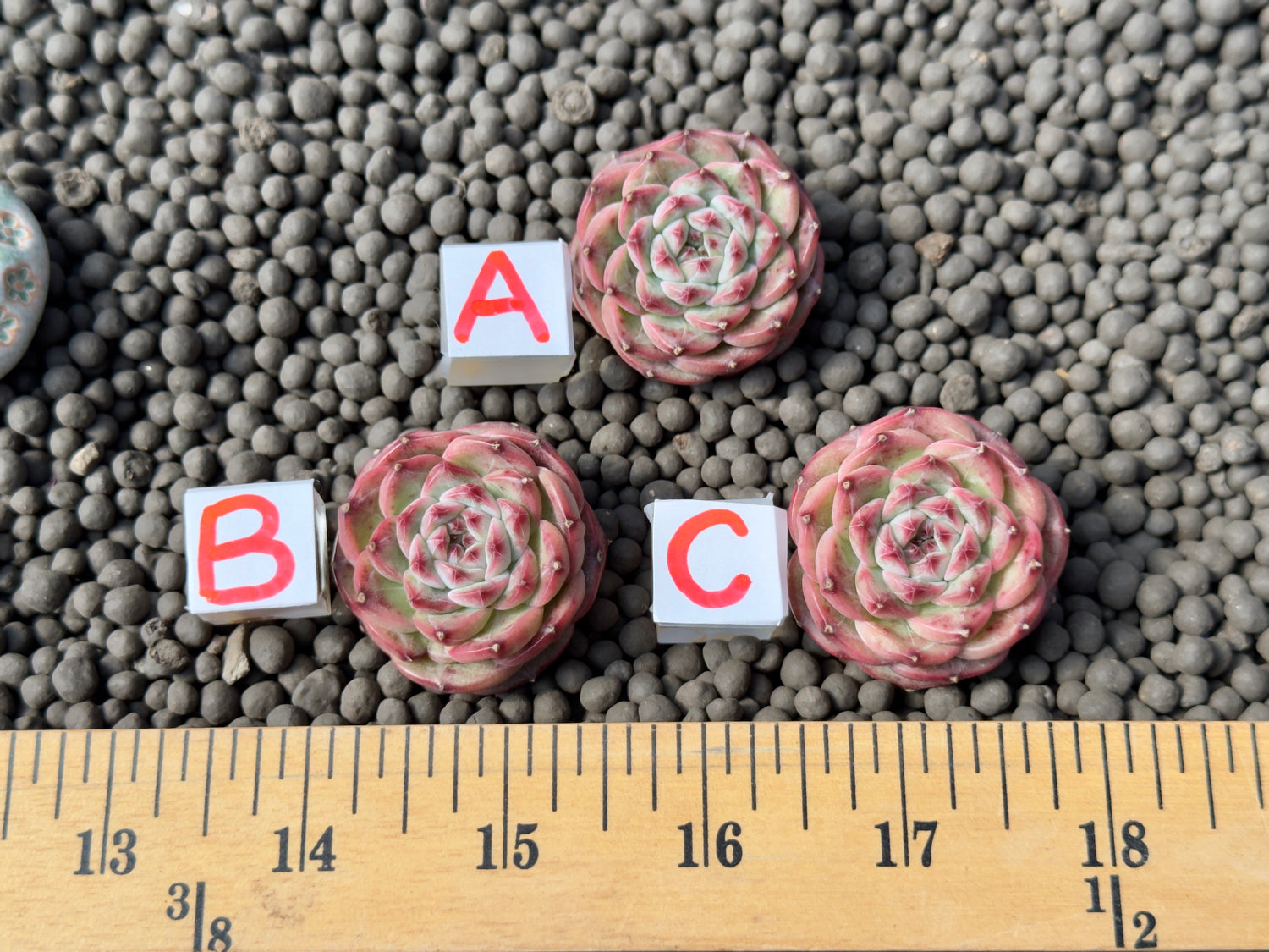 Echeveria Spring Strawberry Imported Succulent Plant