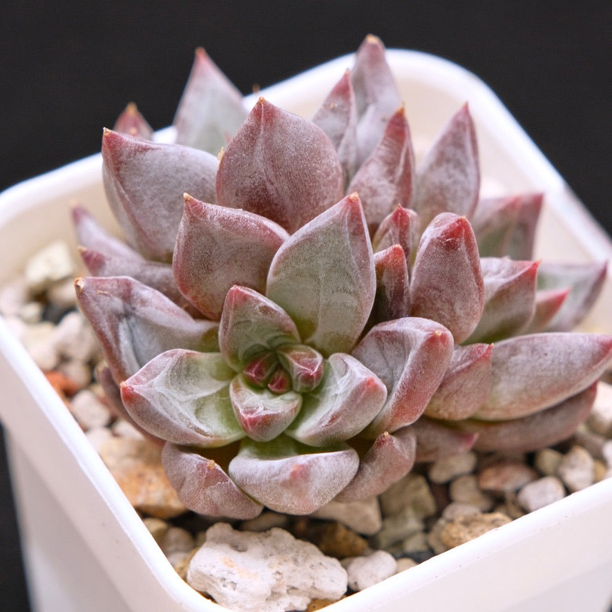 Echeveria Tremolo Korean Succulent Plant Hwaga Hybrid