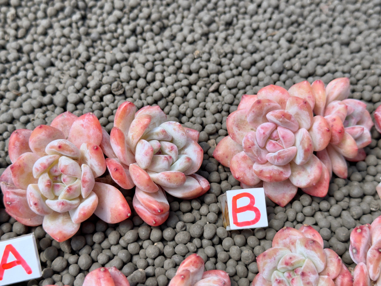 Double Echeveria Monroe Imported Succulent Plant