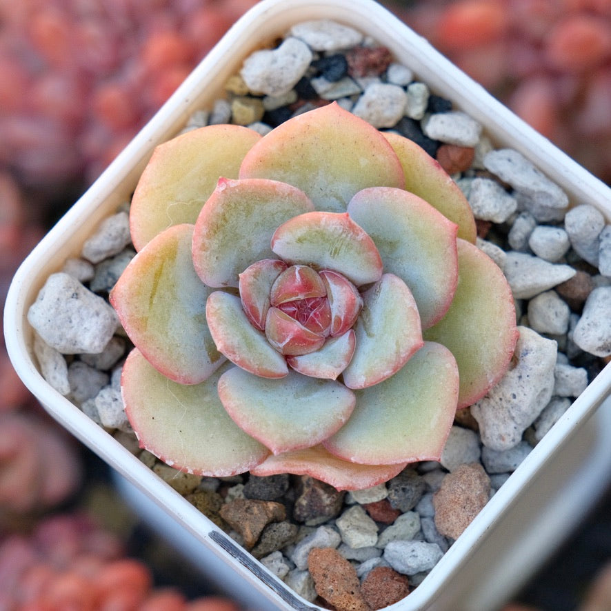 Echeveria Hakuna Matata Korean Succulent Plant
