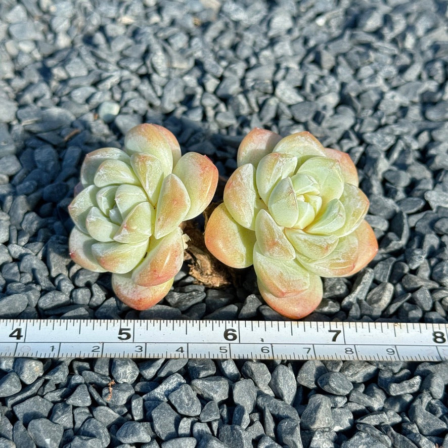 Echeveria Ice Green Succulent Plant A