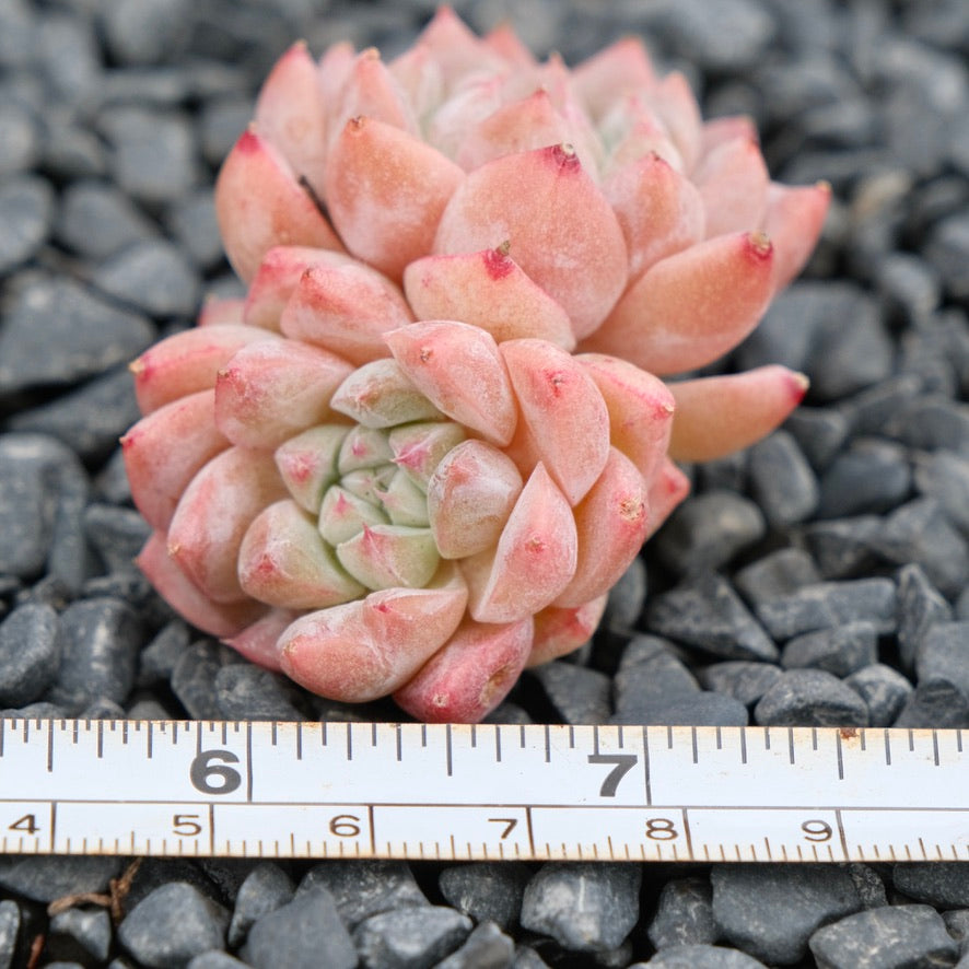 Echeveria Alba Beauty Imported Succulent Plant