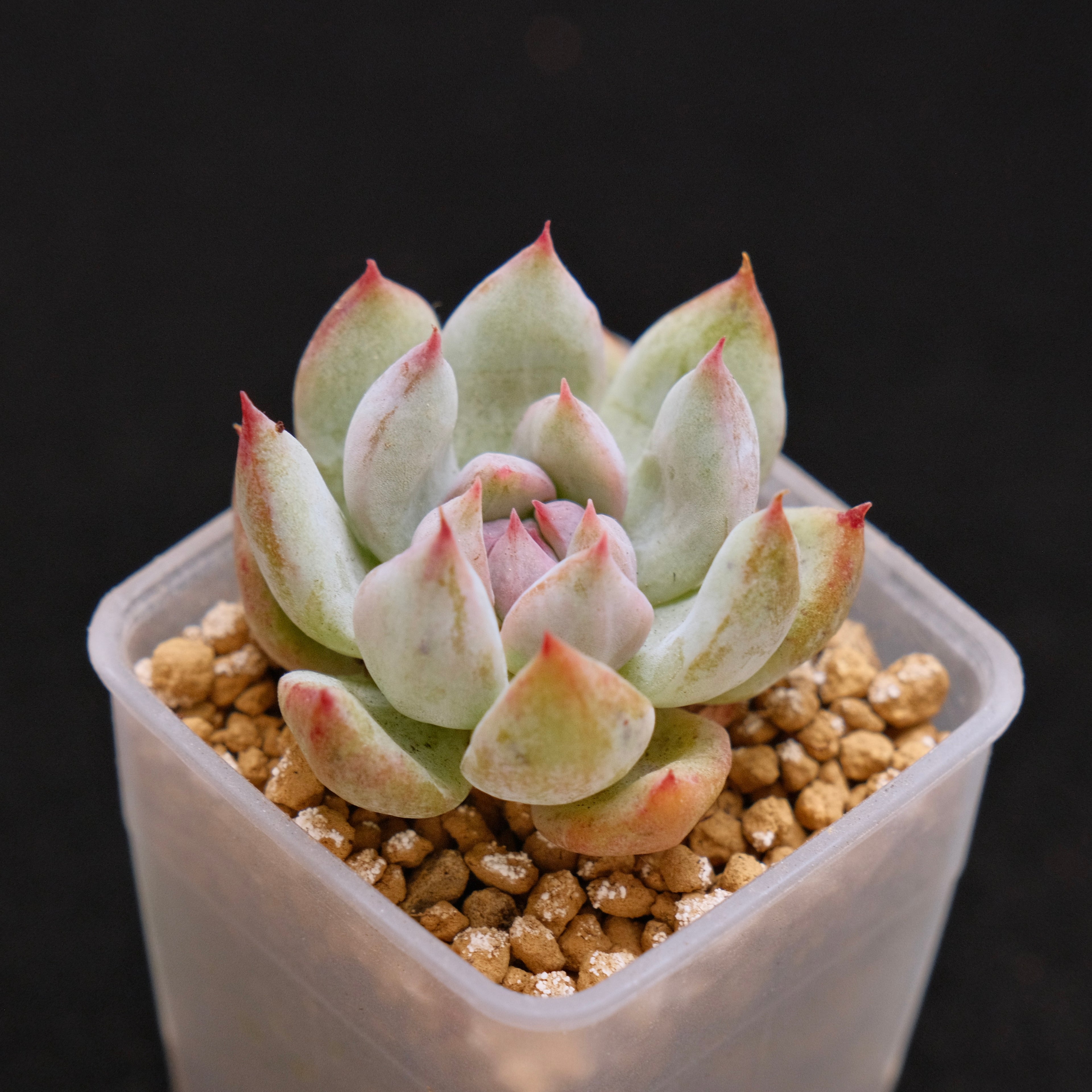 Monstrose Echeveria Prism Korean Succulent Plant