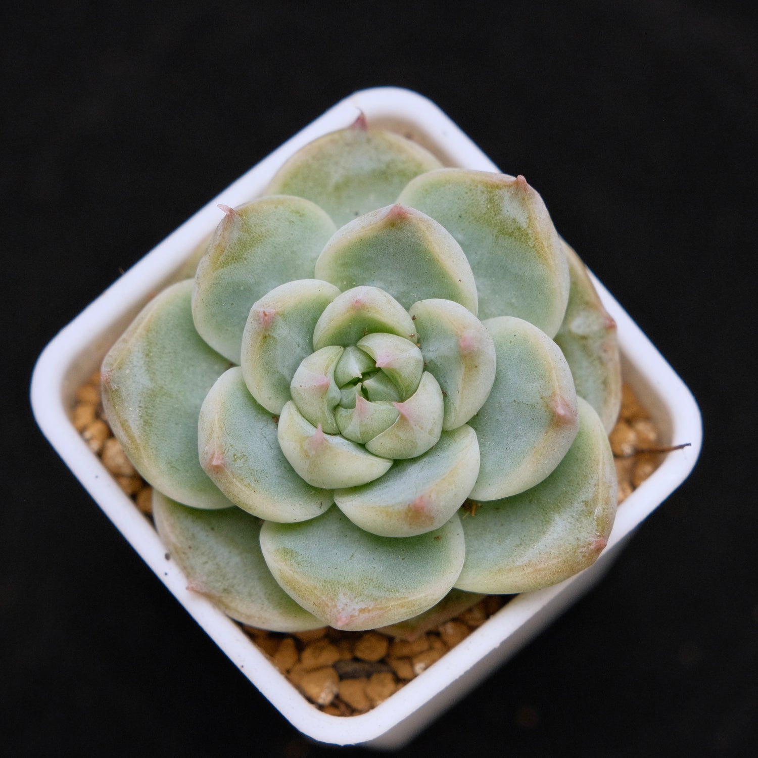 Echeveria hybrid Korean Succulent Plant