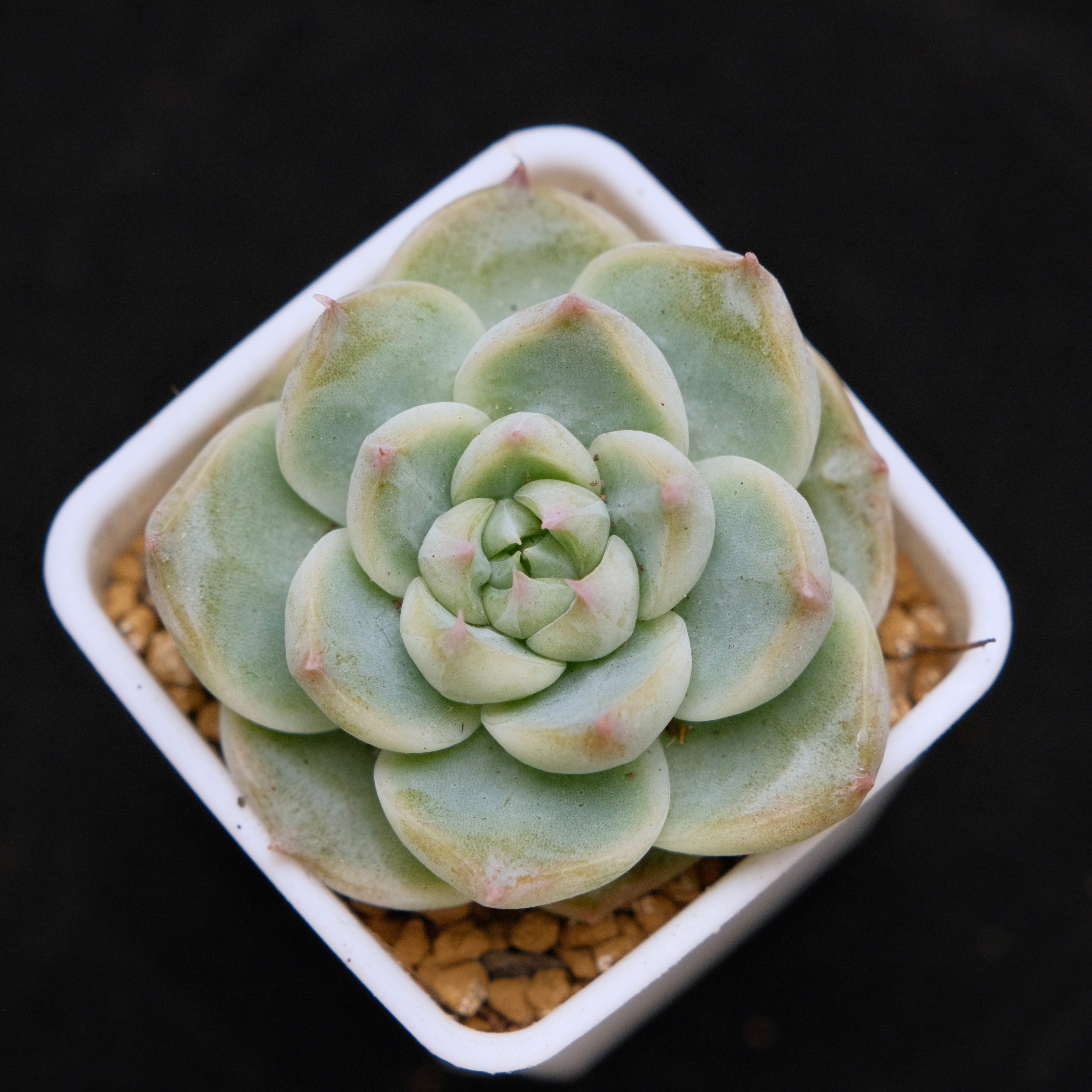 Echeveria hybrid Korean Succulent Plant