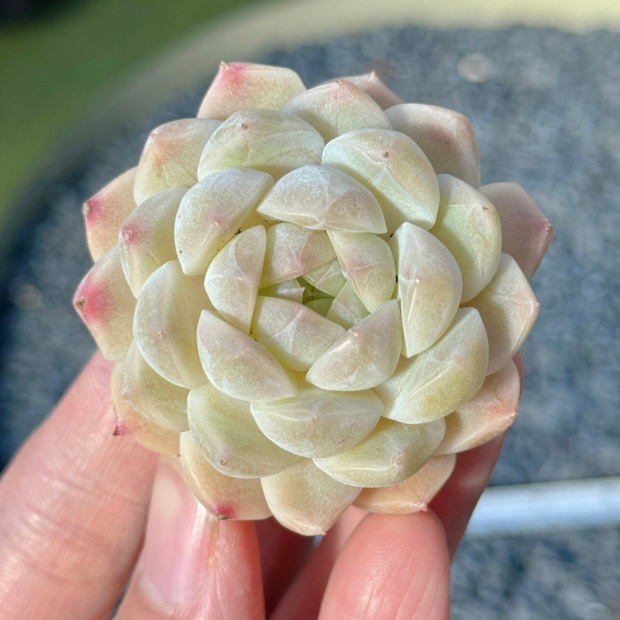 Echeveria Mystery Hybrid Succulent Plant C