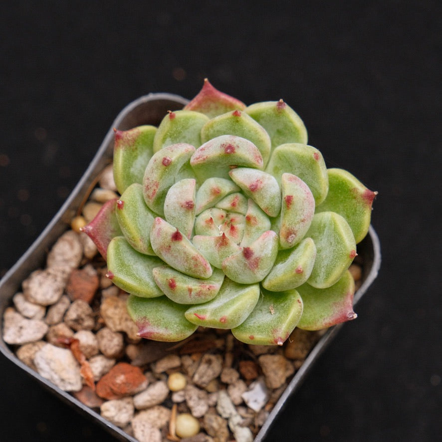 Echeveria Call Me Korean Succulent Plant Changhee Hybrid