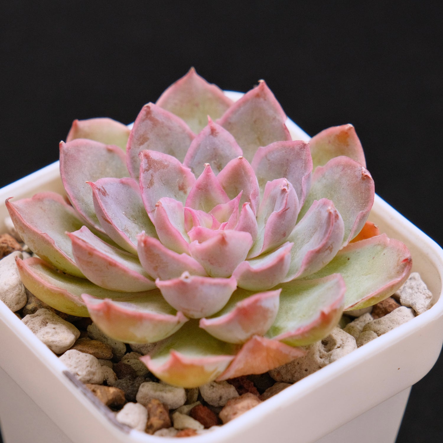 Echeveria Magic Savannah Korean Succulent Plant Air Magic Hybrid
