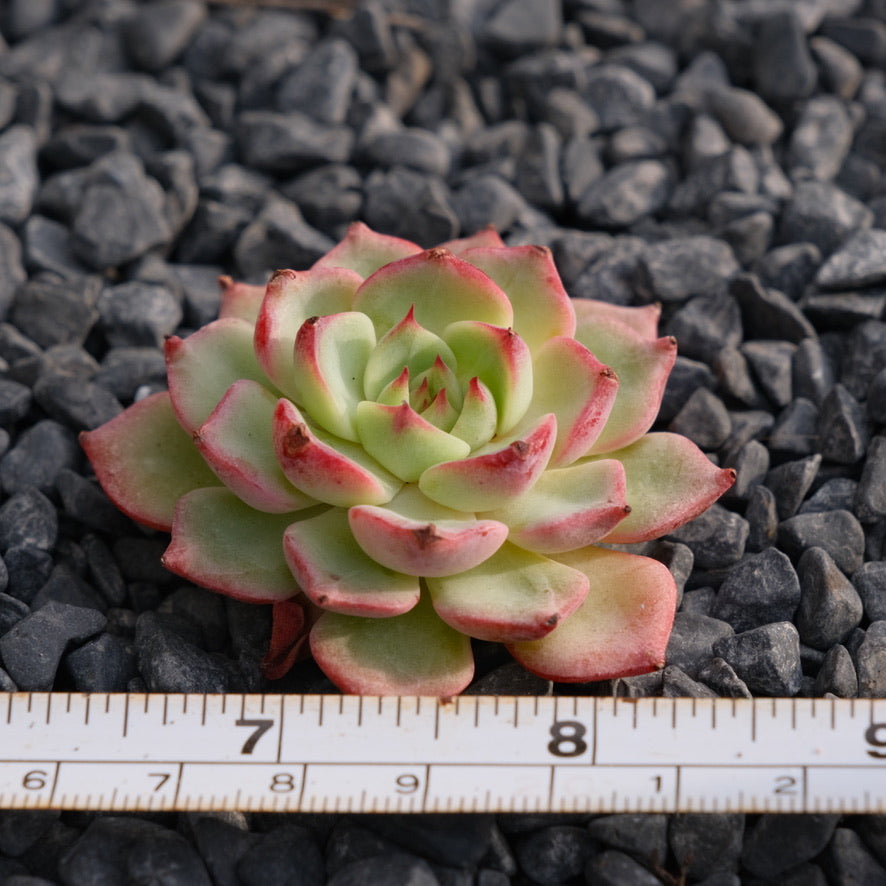 Echeveria Arpeggio Korean Succulent Plant Rare Hwaga hybrid