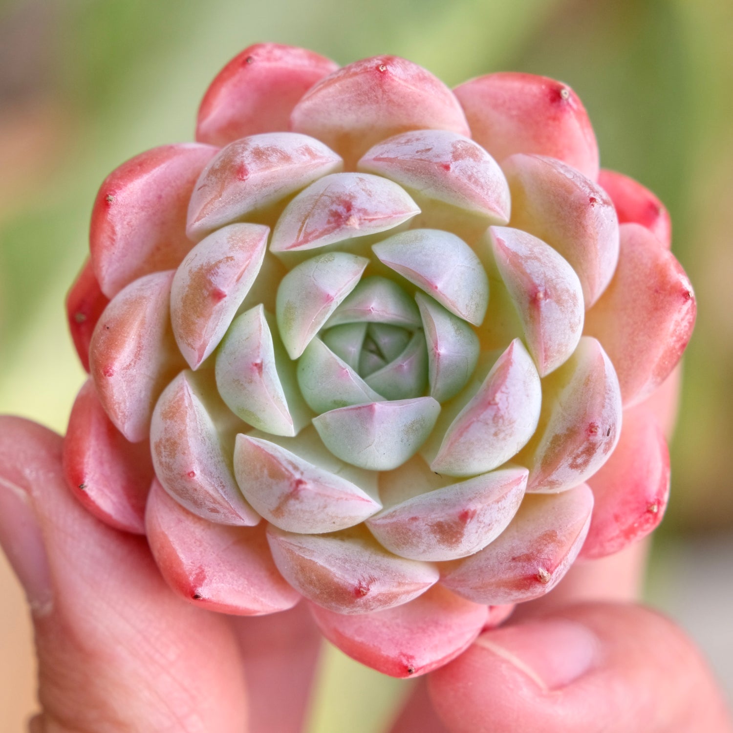 Mystery Hybrid Imported Succulent Plant