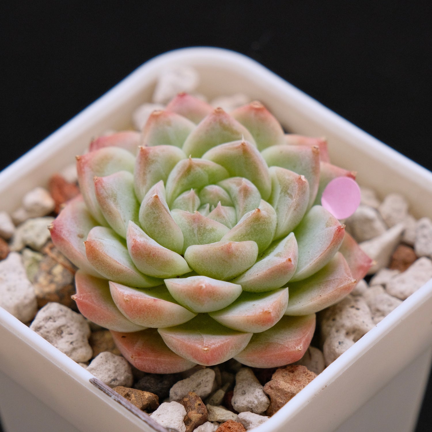 Echeveria hybrid Imported Succulent Plant