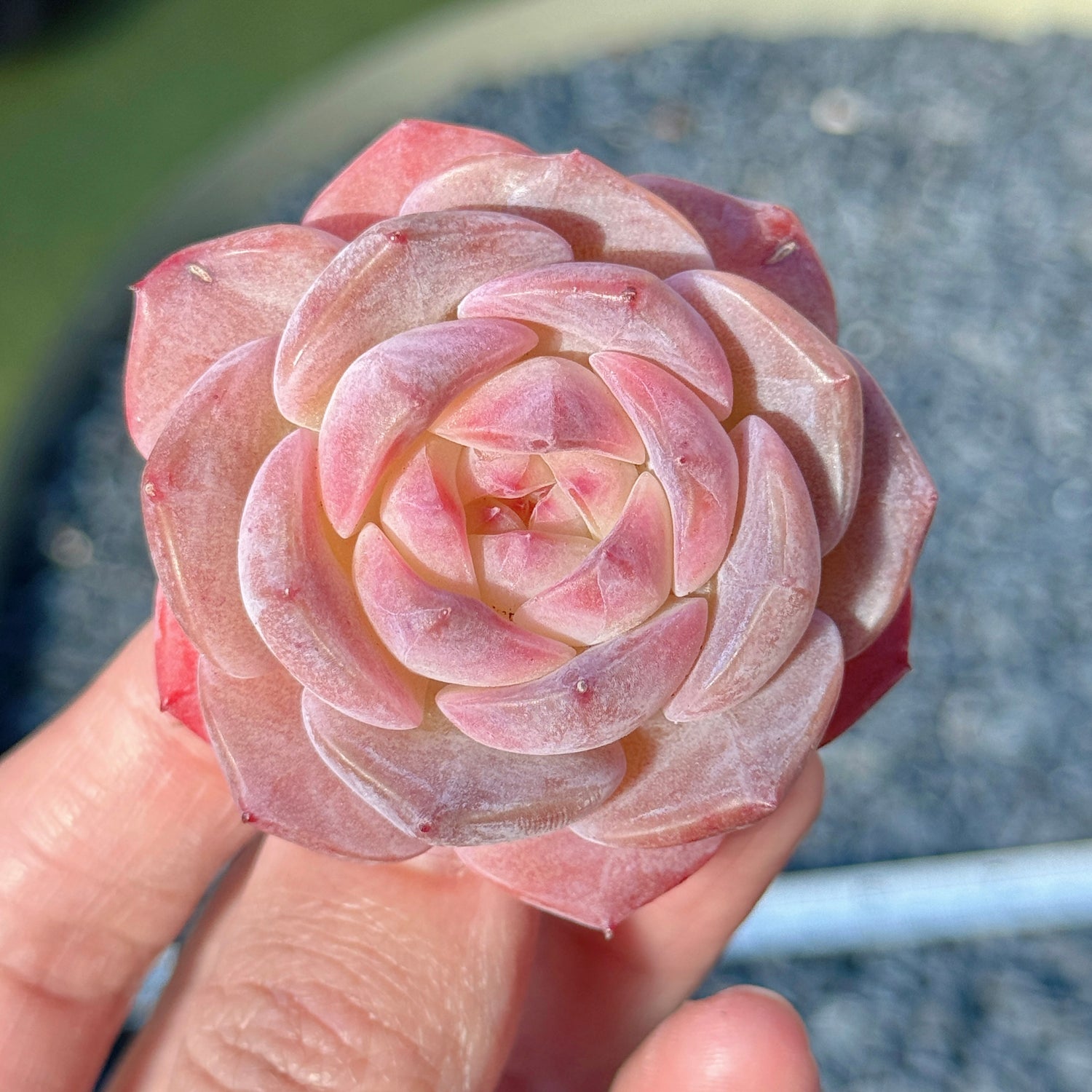 Echeveria Jelly Hybrid Succulent Plant E