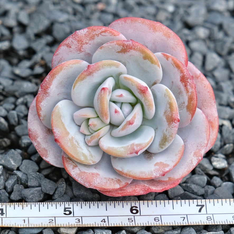 Echeveria laui Imported Succulent Plant