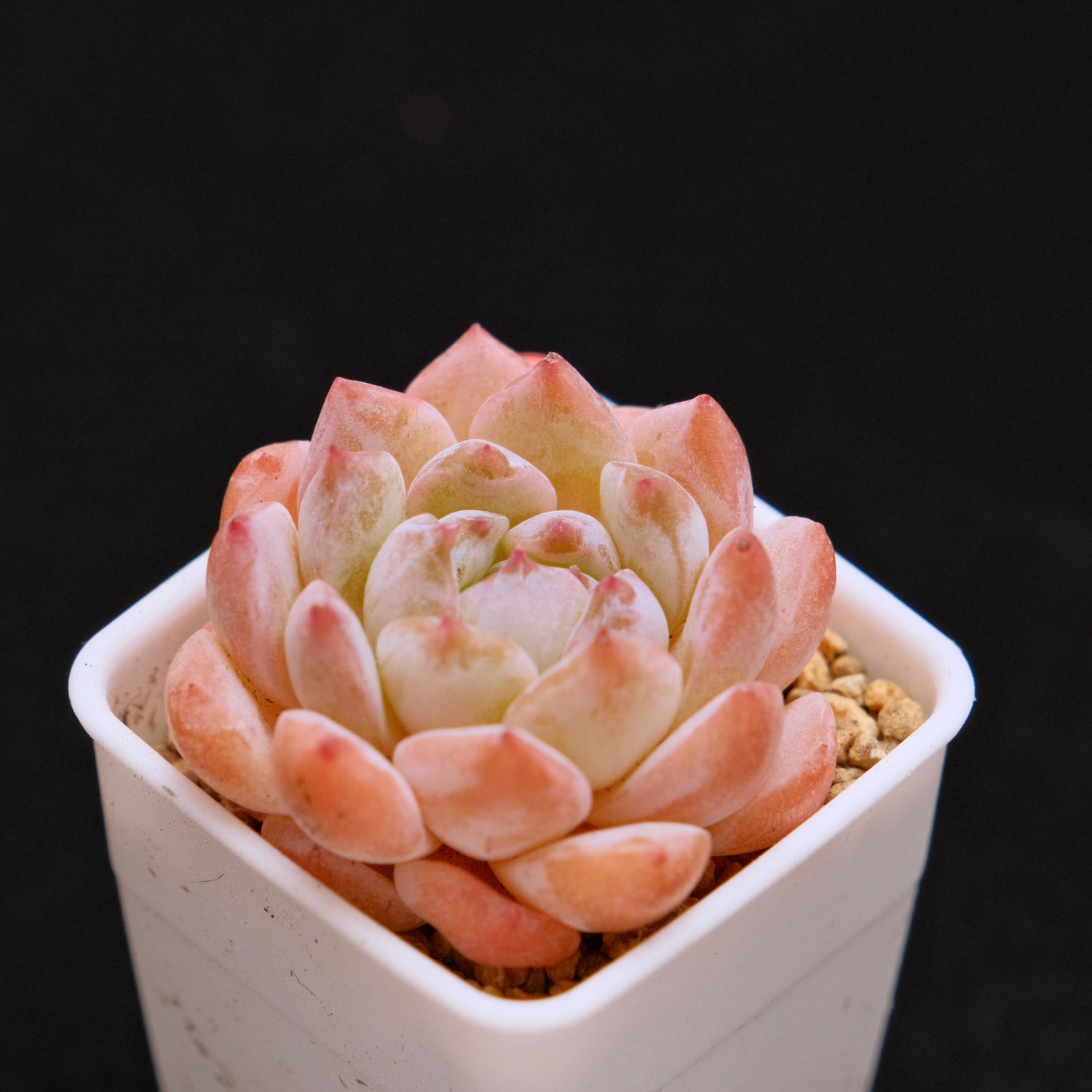 Echeveria Hyalina hybrid Imported Succulent Plant
