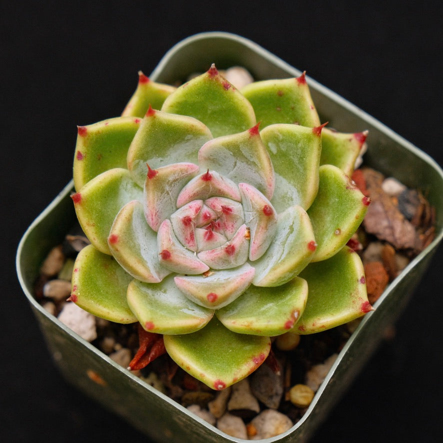 Echeveria sarahime x chihuahuaensis Korean Succulent Plant Changhee hybrid