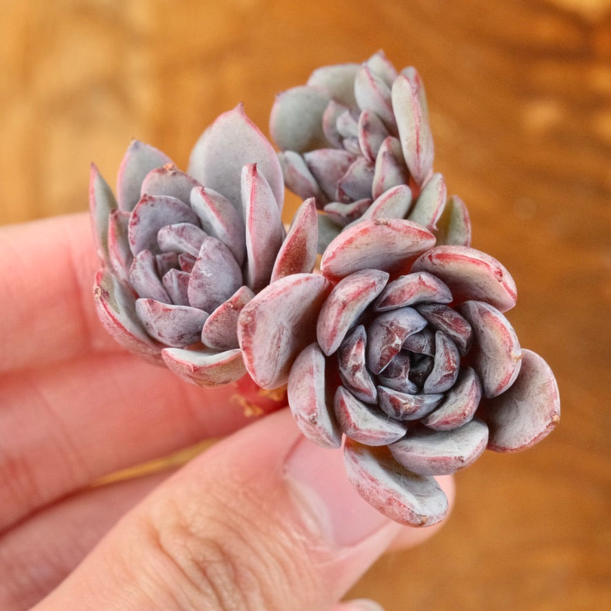 Echeveria Anything cluster Korean Succulent Plant