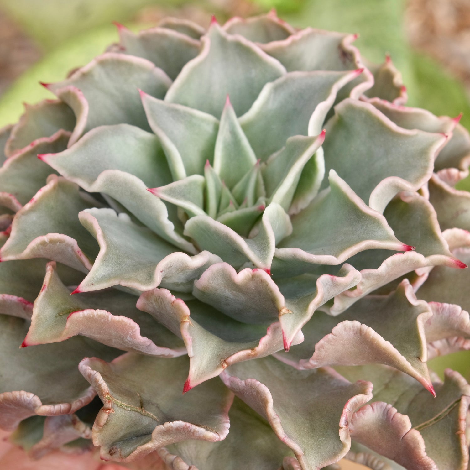 Huge Echeveria Madiba Korean Succulent Plant