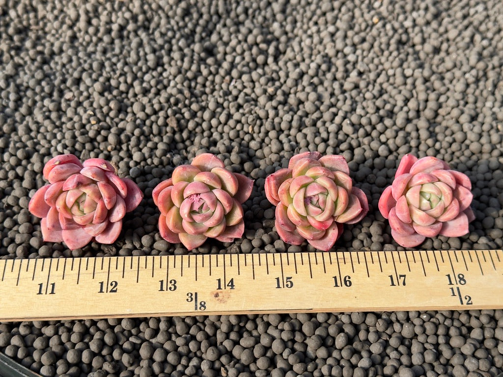 Echeveria Organic Purple Korean Succulent Plant