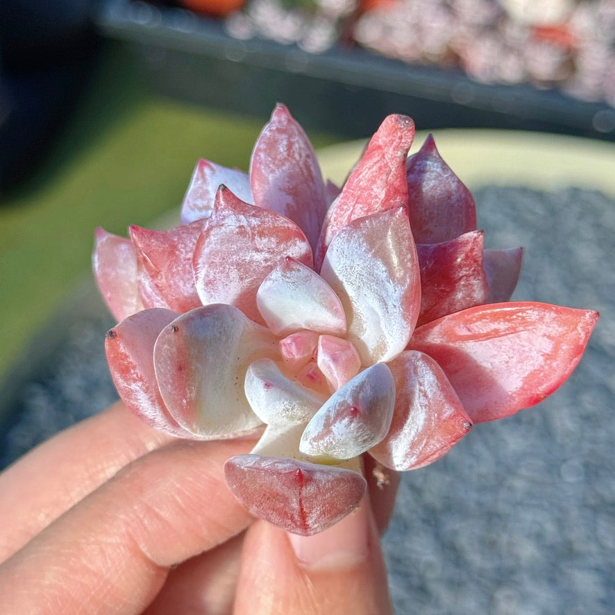 Echeveria Trumso Succulent Plant B
