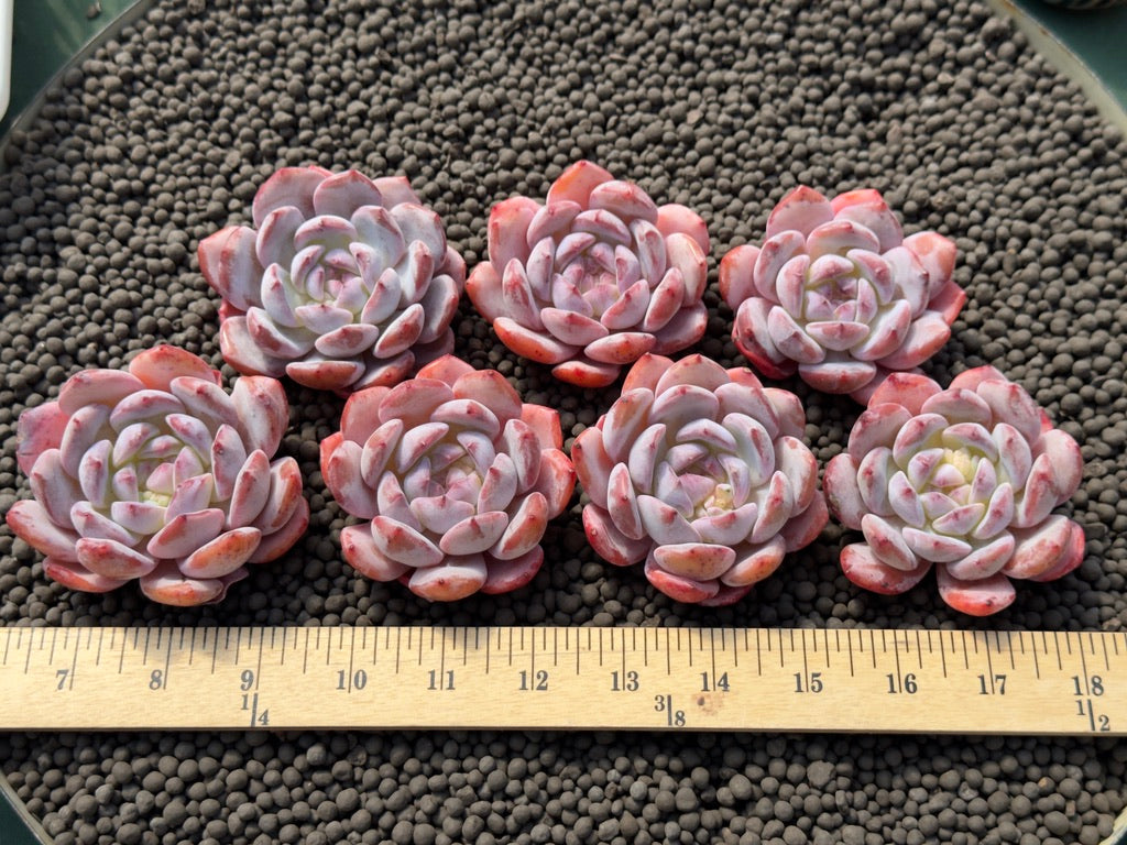 Echeveria Blood Orange Imported Succulent Plant