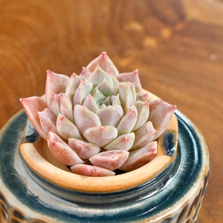 Echeveria Lilac Card Korean Succulent Plant Changhee hybrid