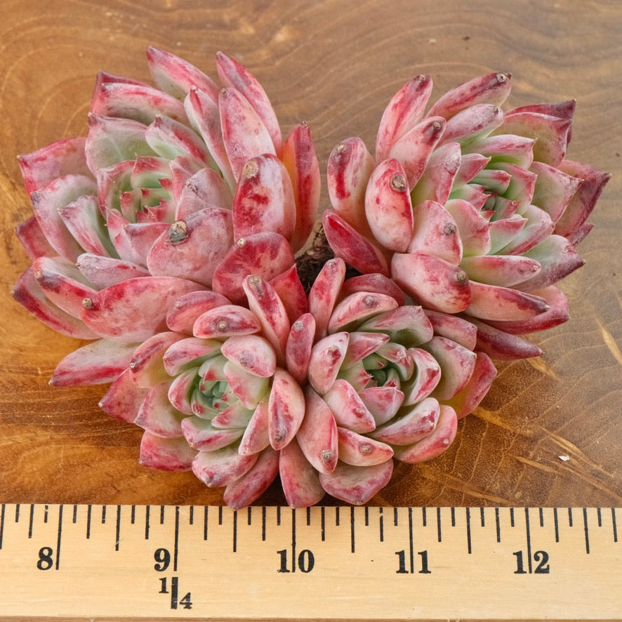 Big Echeveria Ratam cluster Imported Succulent Plant