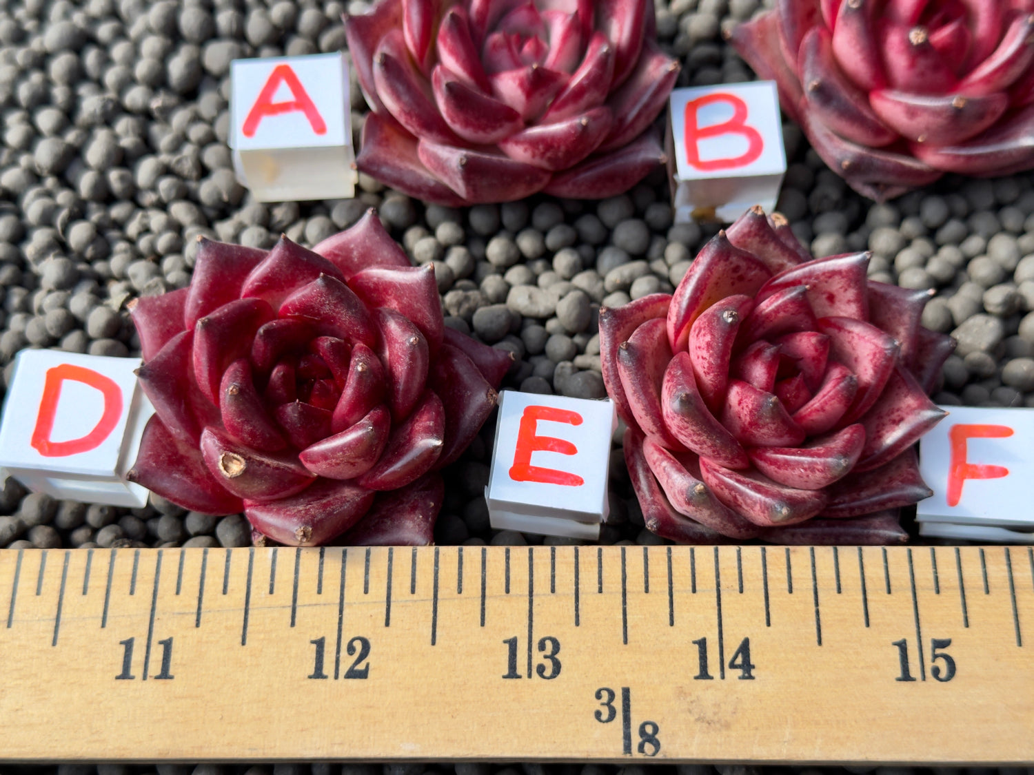 Echeveria agavoides Romeo Imported Succulent Plant