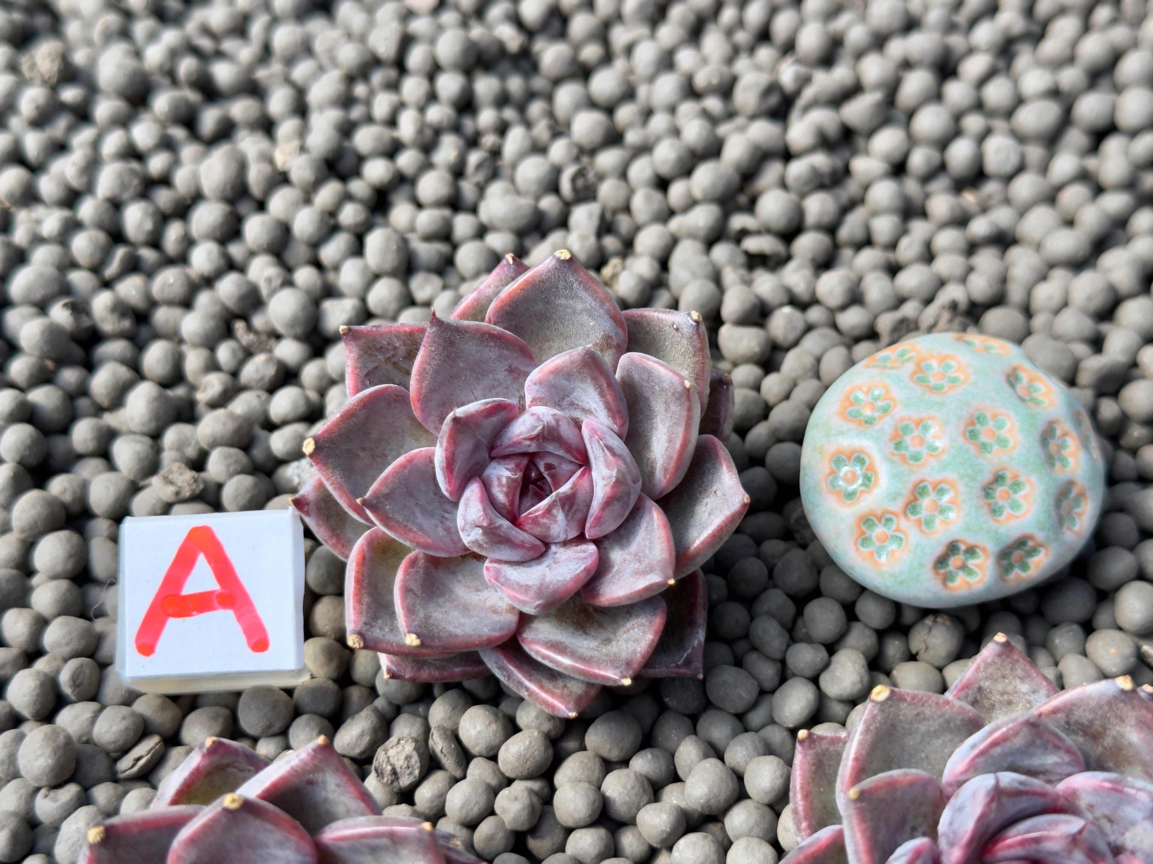 Echeveria Magenta Korean Succulent Plant