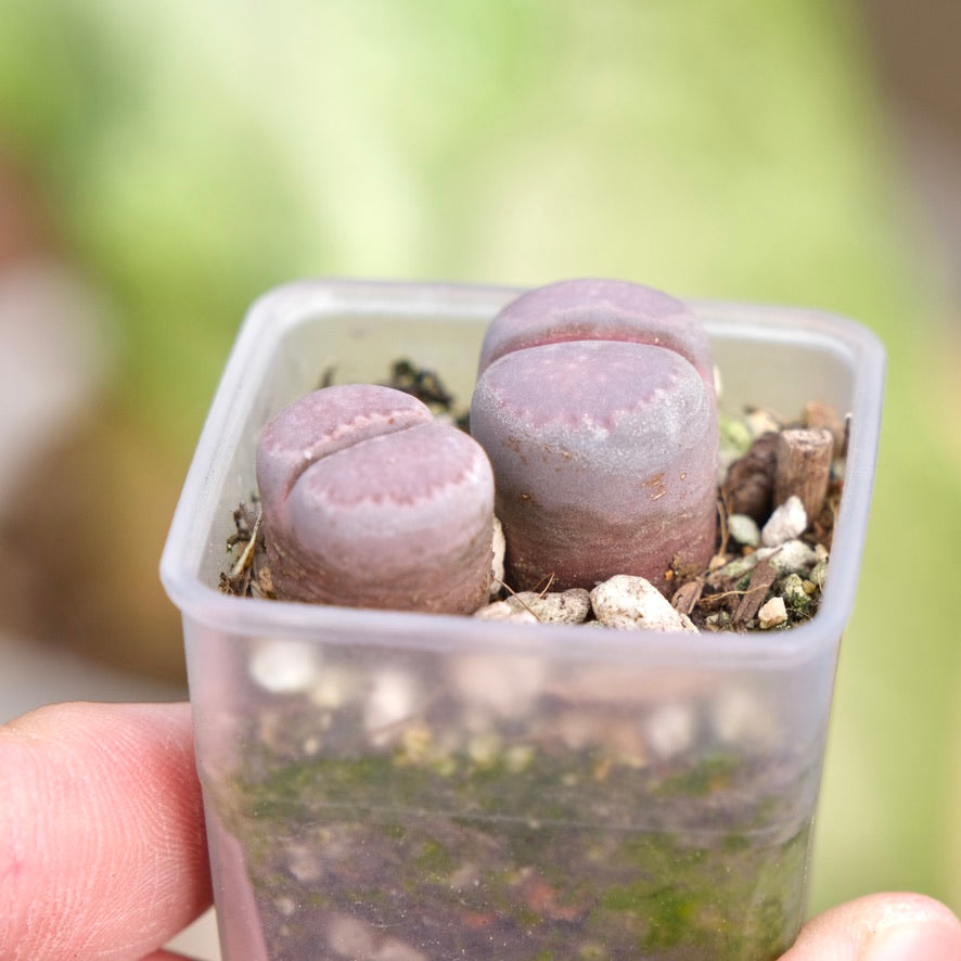 Lithops optica Rubra Korean Succulent Plant