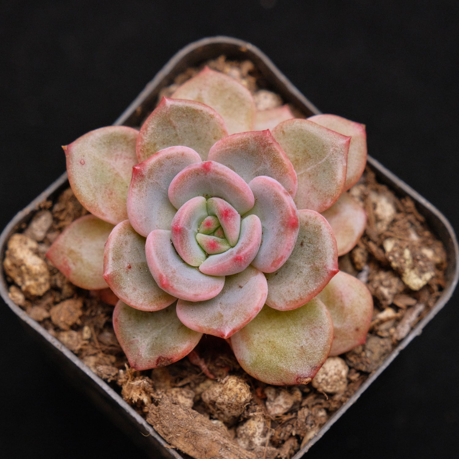 Echeveria Mongsil-i Korean Succulent Plant