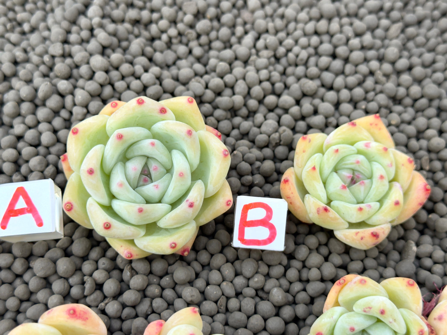 Echeveria Karla Korean Succulent Plant