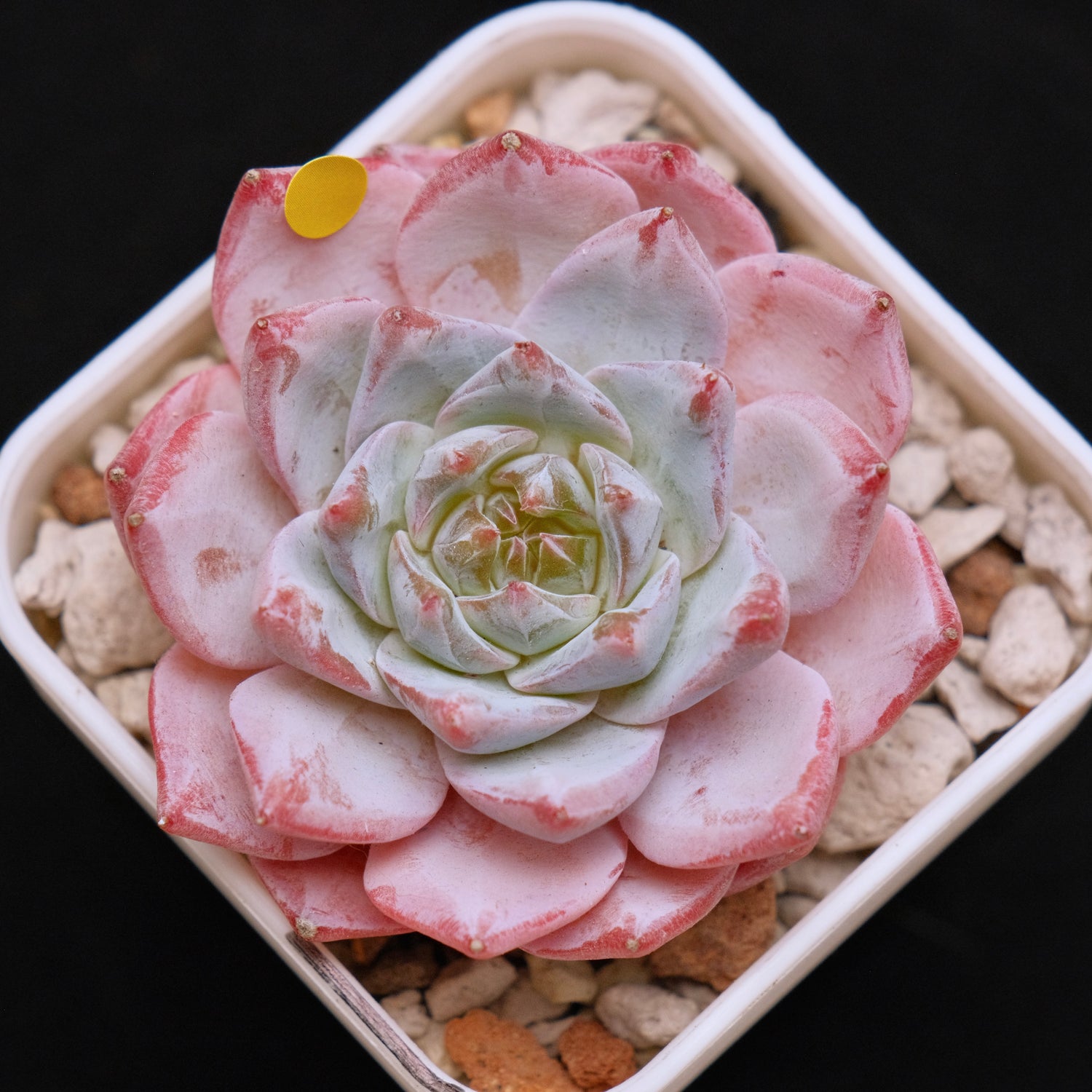 Echeveria Blue Bird Korean Succulent Plant