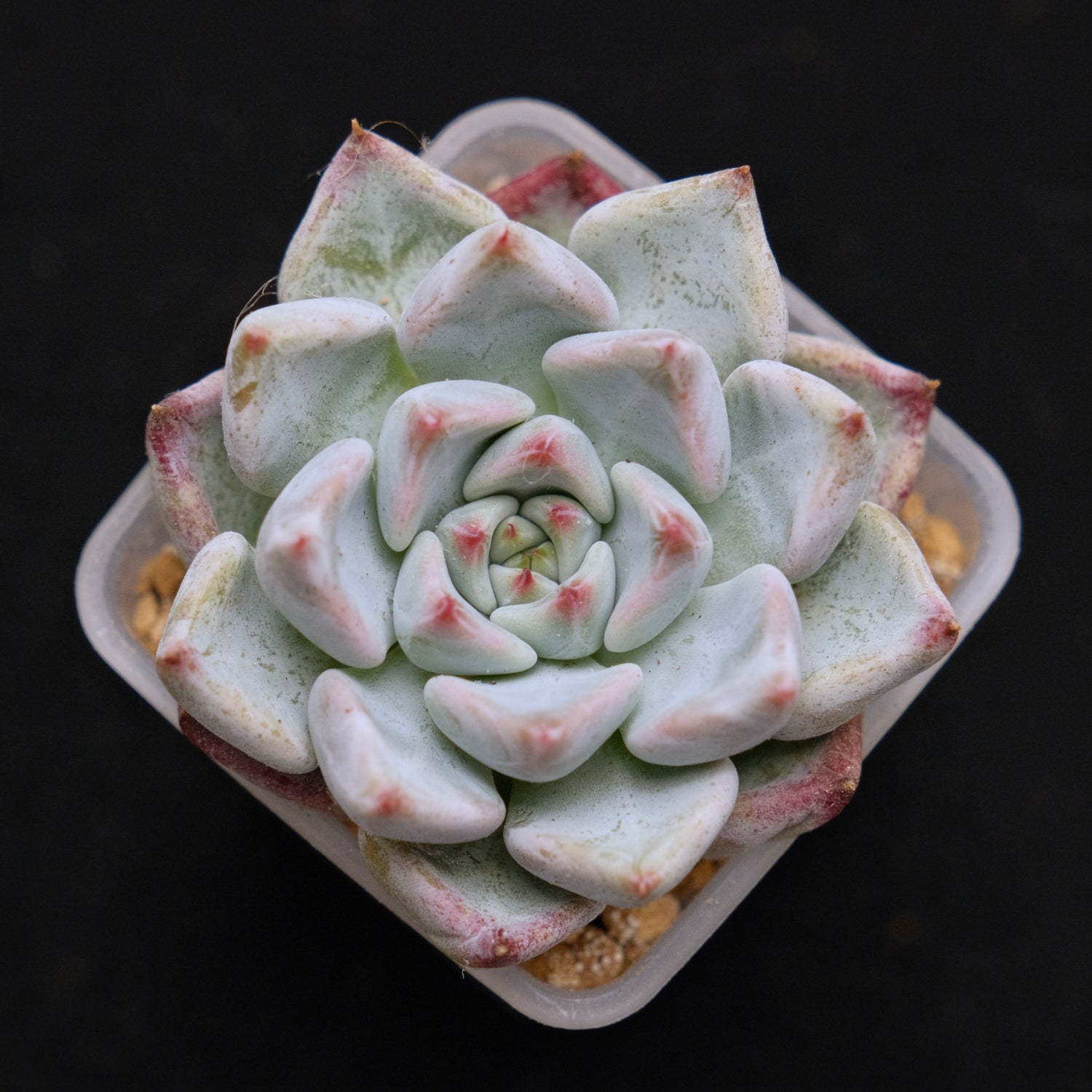 Echeveria Sato Korean Succulent Plant Rare Changhee hybrid
