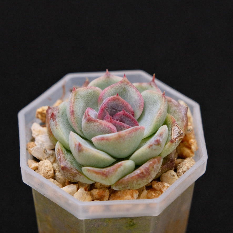 Echeveria Black Rose baby Korean Succulent Plant
