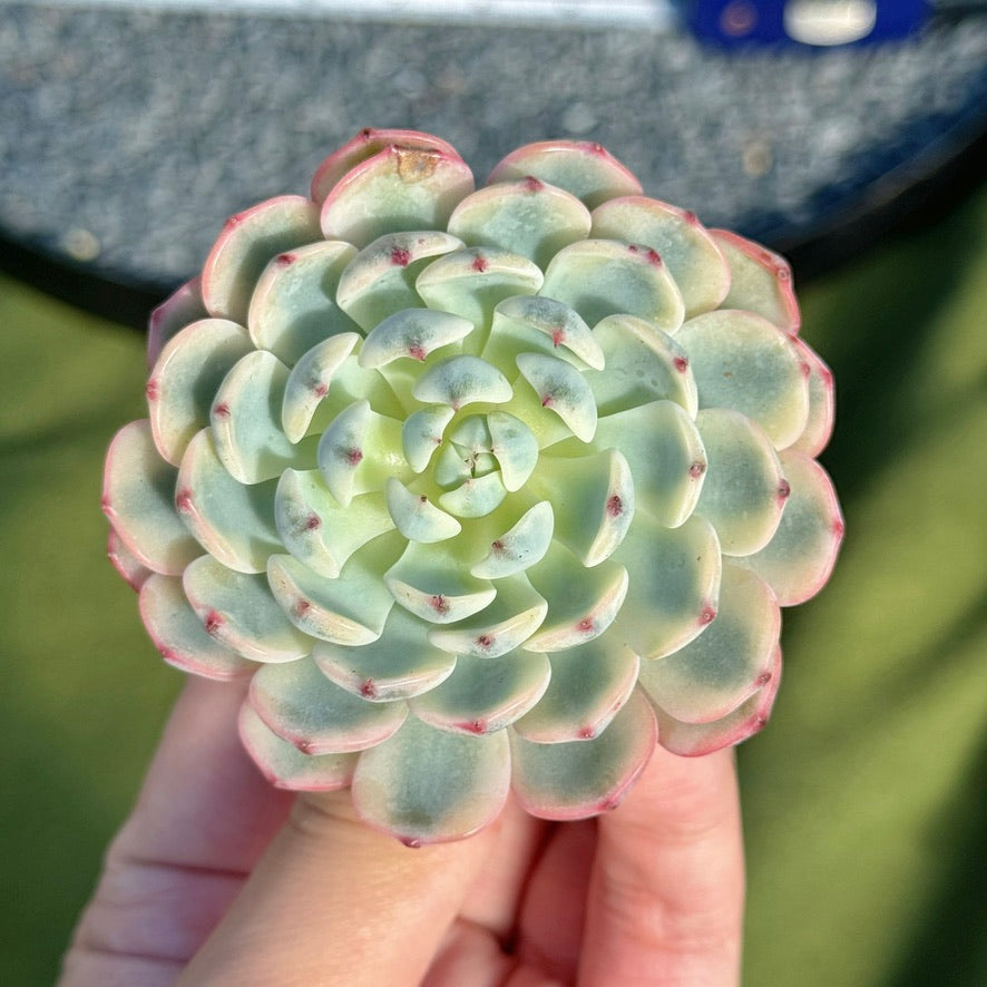 Variegated Echeveria Minima Succulent Plant B