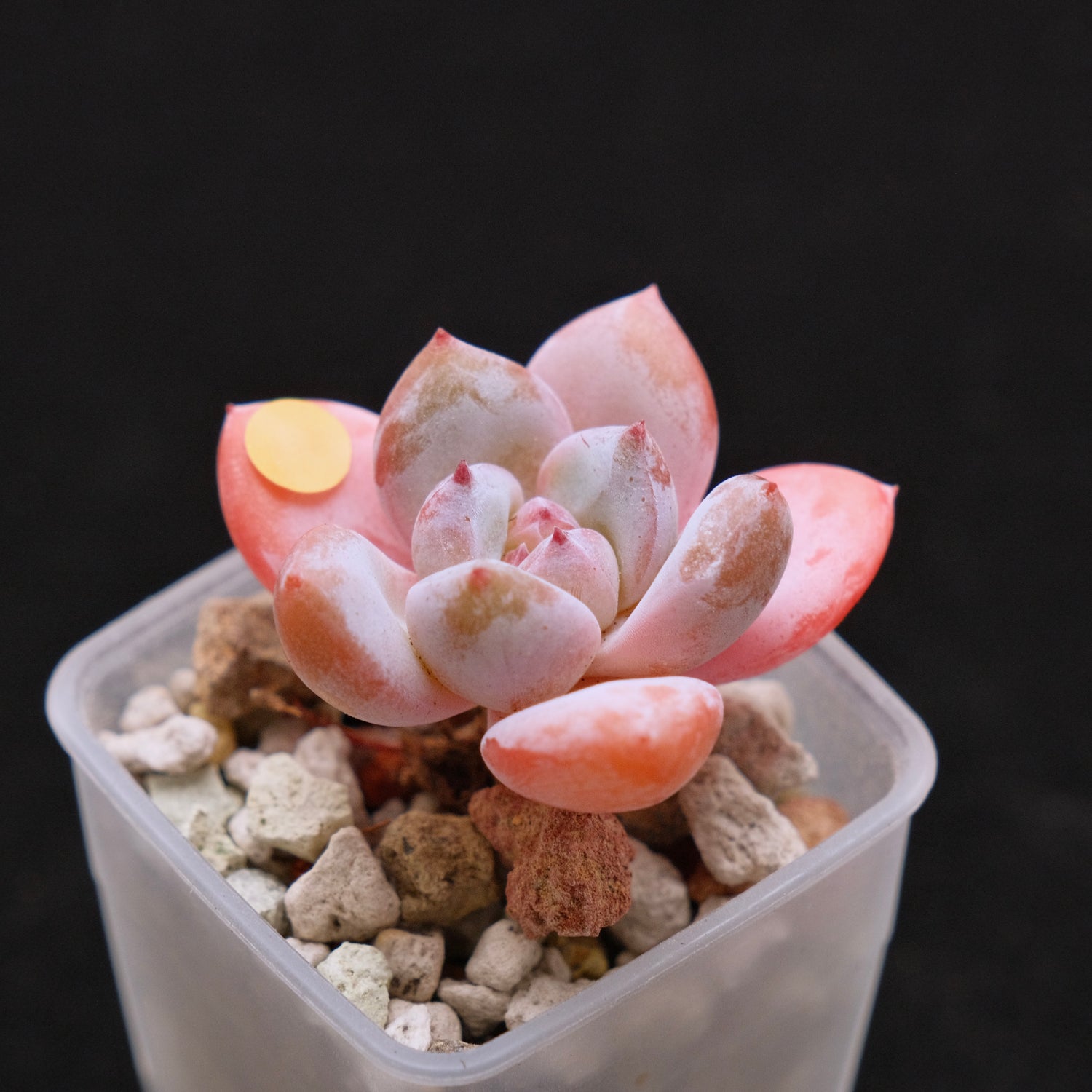 Echeveria Star Snow Imported Succulent Plant small 星星雪