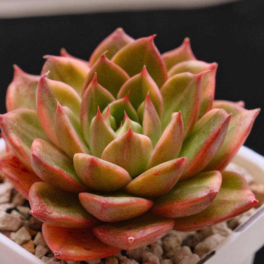 Variegated Echeveria Leopard Korean Succulent Plant