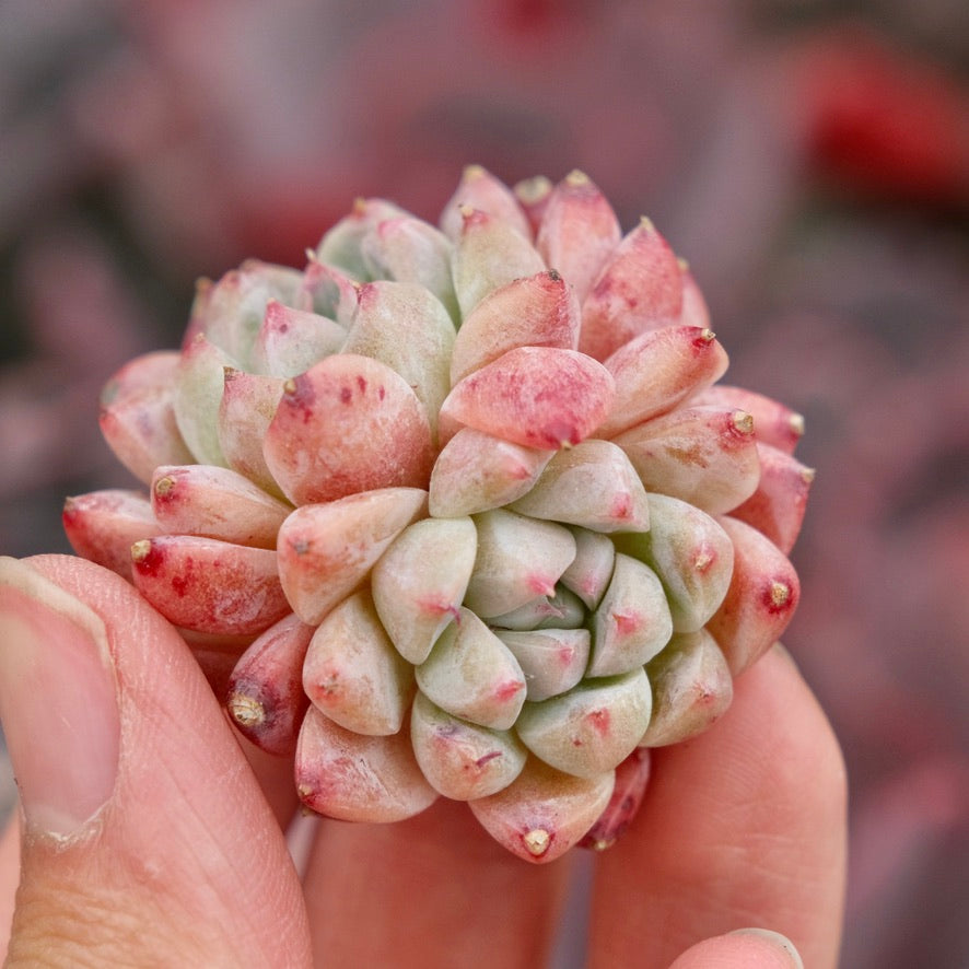 Echeveria Alba Beauty Imported Succulent Plant