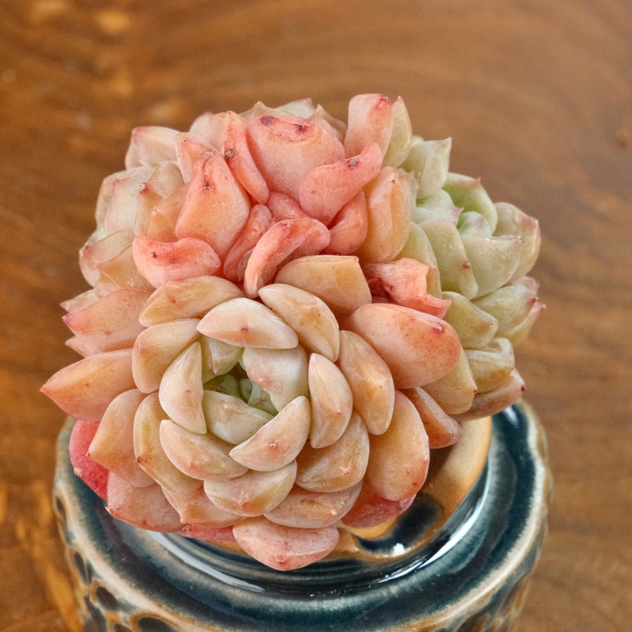Peach Echeveria hybrid Imported Succulent Plant