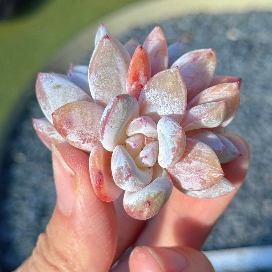 Echeveria Trumso Succulent Plant D