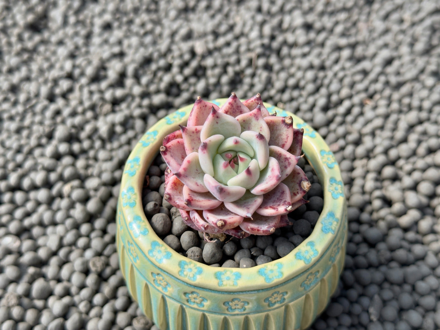 Echeveria Gazelle Korean Succulent Plant Changhee hybrid