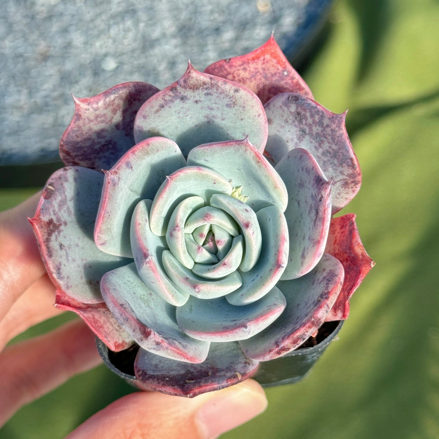 Echeveria Francia Korean Succulent Plant Air Magic hybrid