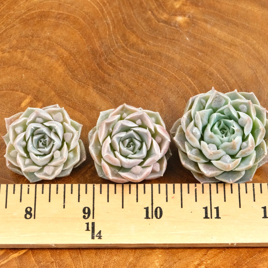 Echeveria Angel Tears Korean Succulent Plant Changhee hybrid