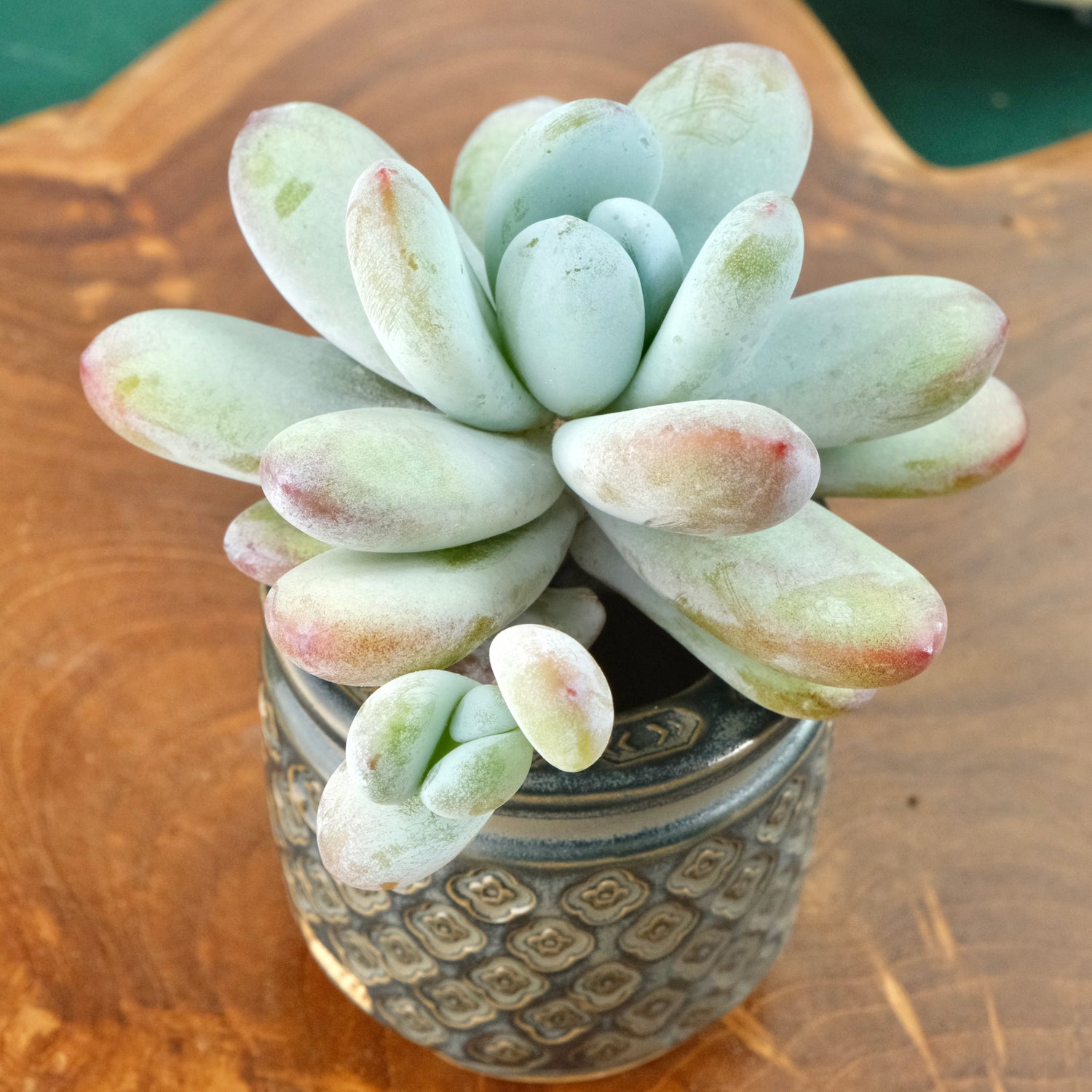 Big Jeronimoa Cuicatecana Korean Succulent Plant