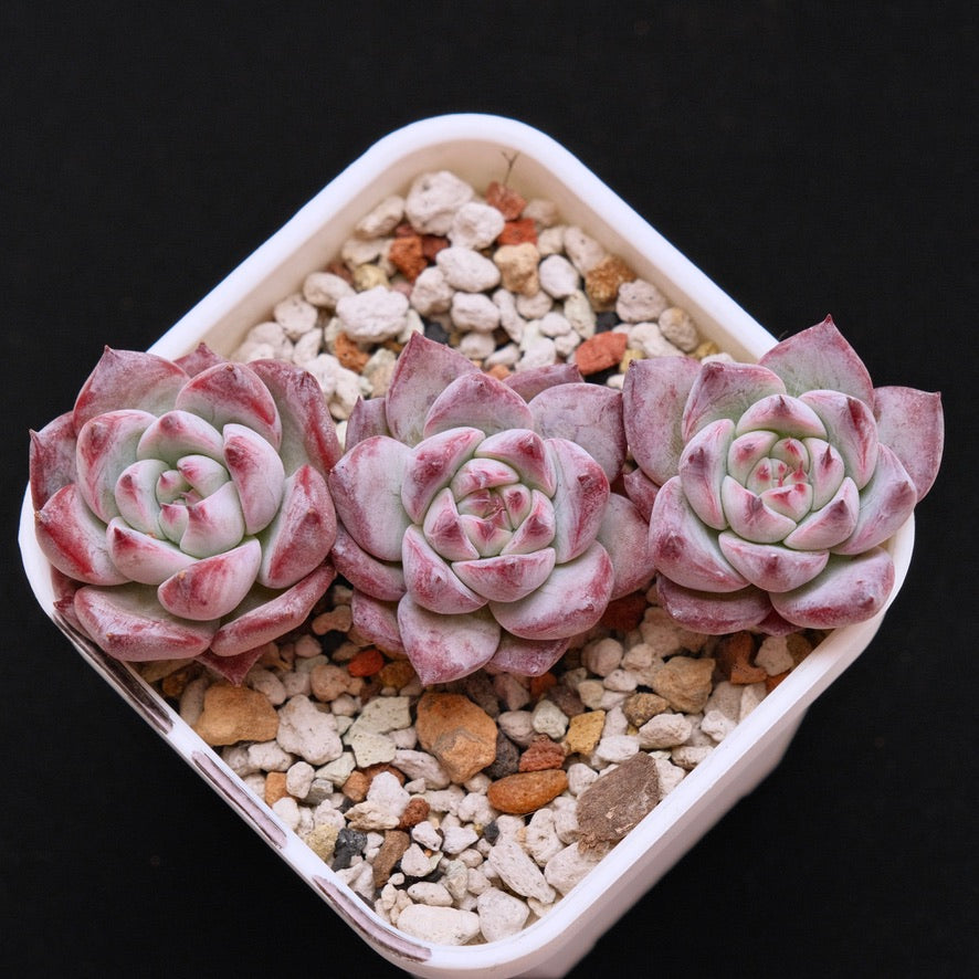 Echeveria Blue Heart Korean Succulent Plant