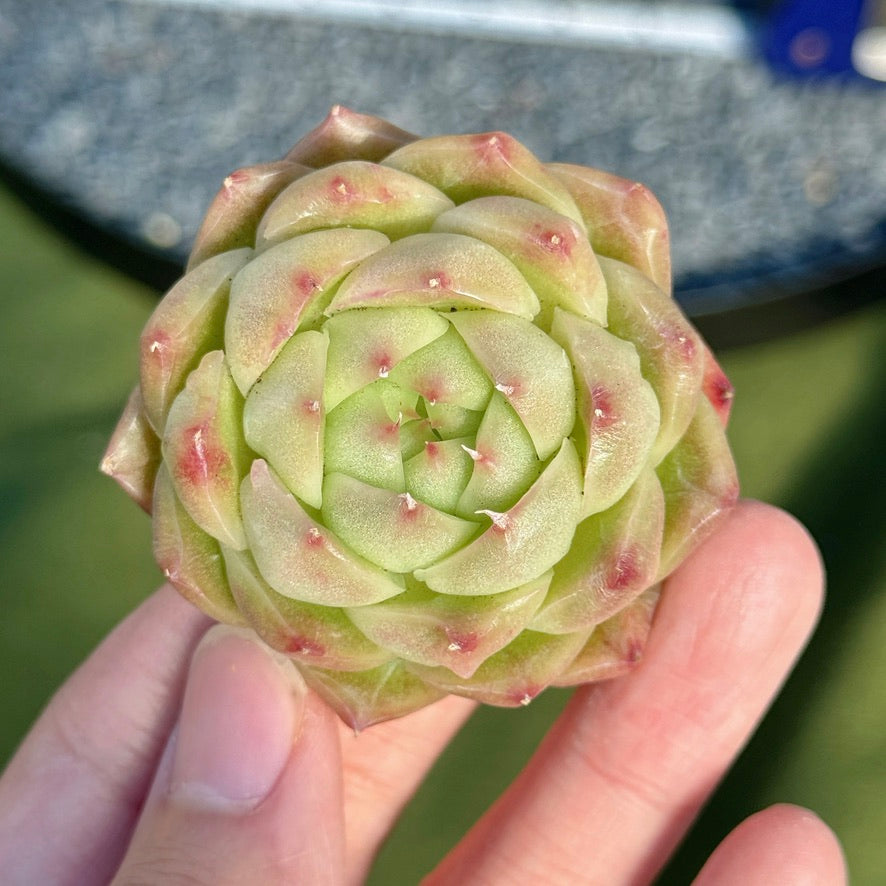 Echeveria Malgan Succulent Plant D