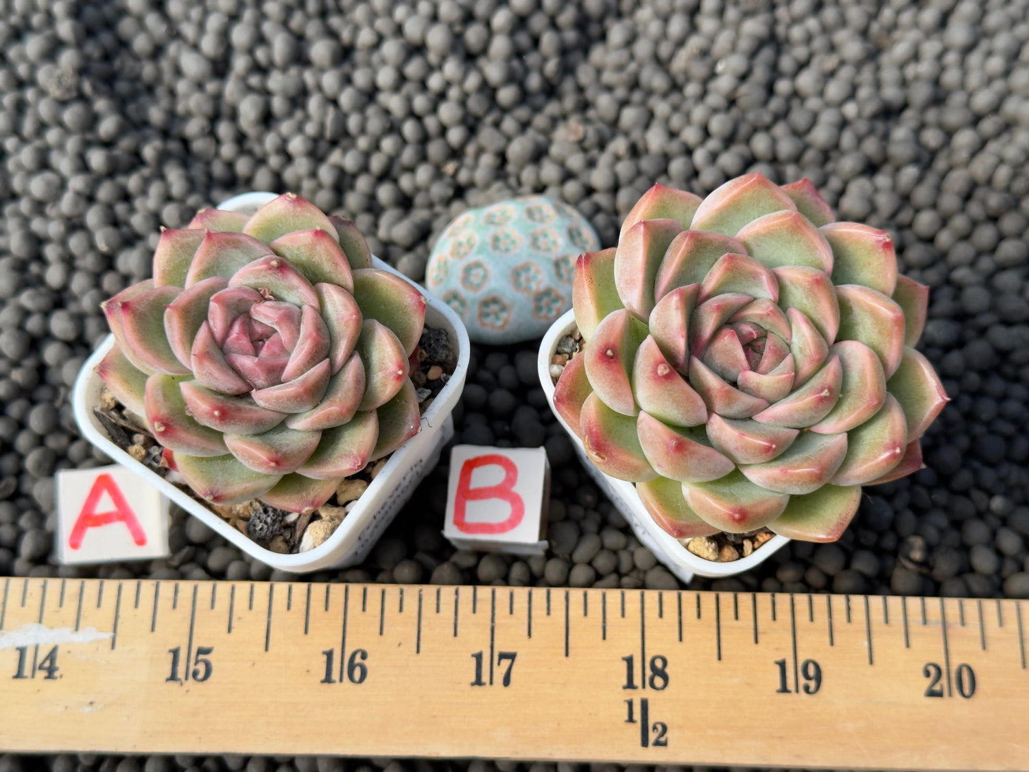 Echeveria Toscamori Korean Succulent Plant