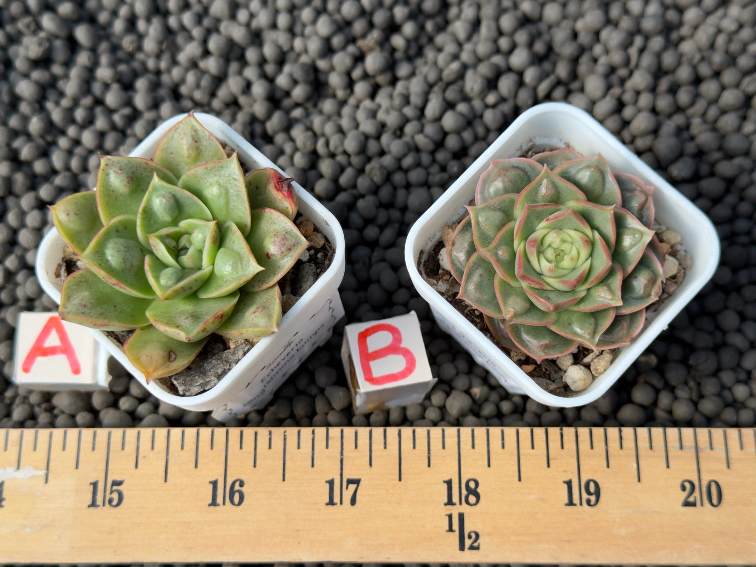 Echeveria Longissima Bumps Imported Succulent Plant