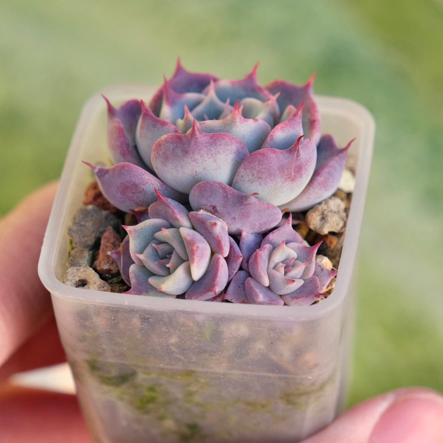 Echeveria Red Stitch Korean Succulent Plant Changhee hybrid