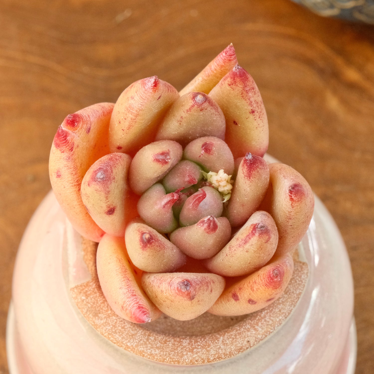 Echeveria Gumiho Korean Succulent Plant Mam and Sister hybrid